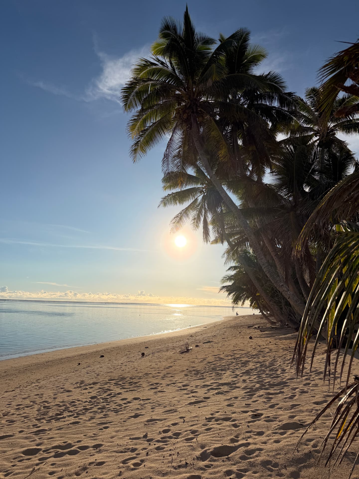 Palm trees on a Rarotonga beach at golden hour